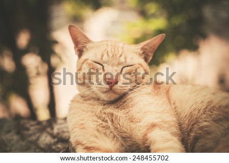 A cat is sleeping on a rock outside