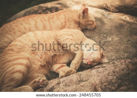 Two cats are sleeping on a rock outside