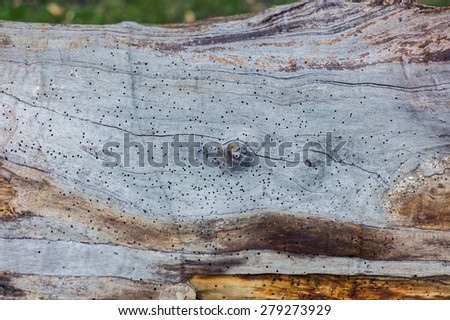 A large tree trunk with worm holes in it