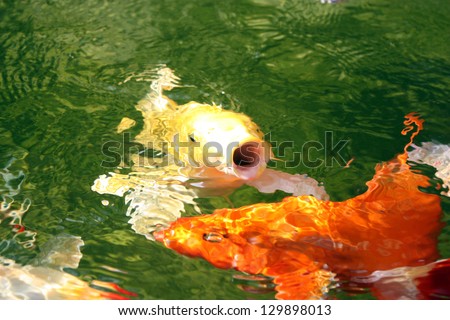 Yellow Koi Fish at Feeding Time yellow koi fish feeding on the surface with open mouth