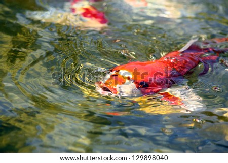 Koi Fish on the Surface, orange and white Koi fish swim on the surface of a clear, green koi pond.