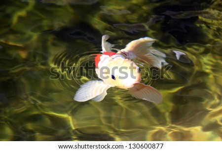 Angel Faced Koi Fish