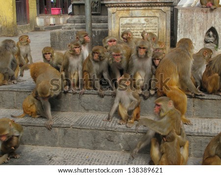 Swayambhunath, Monkey Temple , Kathmandu, Nepal