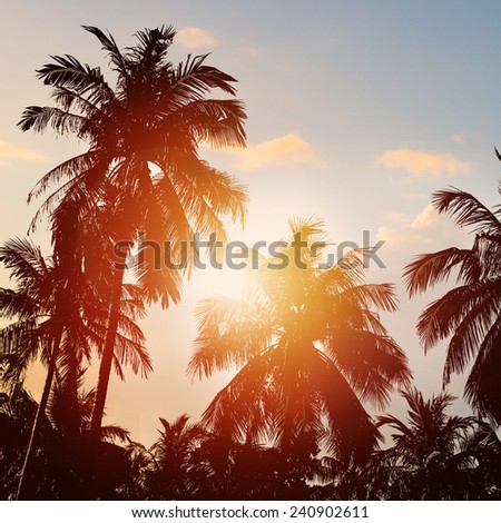 Tropical beach at sunset. Palm tree silhouettes