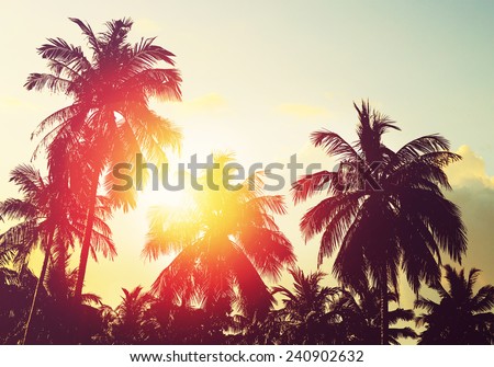 Tropical beach at sunset. Palm tree silhouettes
