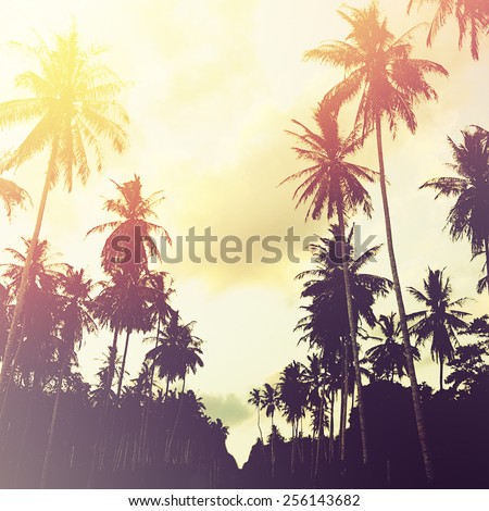 Tropical jungle background with palm tree silhouettes at sunset. Vintage effect.