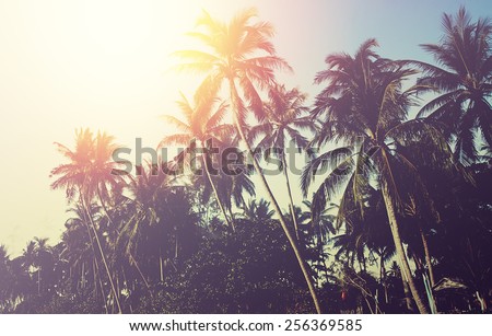 Palm tree sunset. Instagram effect (vintage)