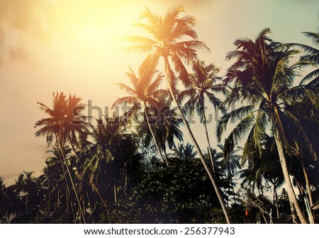 Palm Trees And Colorful Sunset