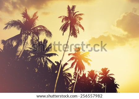 Tropical beach background with coconut palm tree silhouettes at sunset Instagram effect vintage Tropical beach background with coconut palm tree silhouettes at sunset Instagram effect vintage