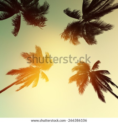 Palm tree at sunset on california