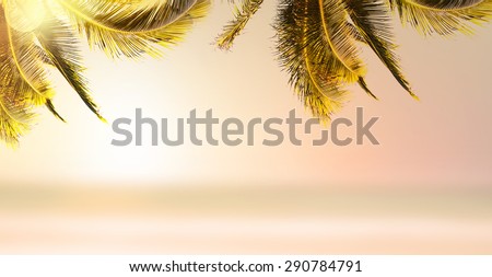Summer, paradise, palms, beach. Design banner background with coconut palm tree and blurry ocean at sunrise. Tropical beach landscape.