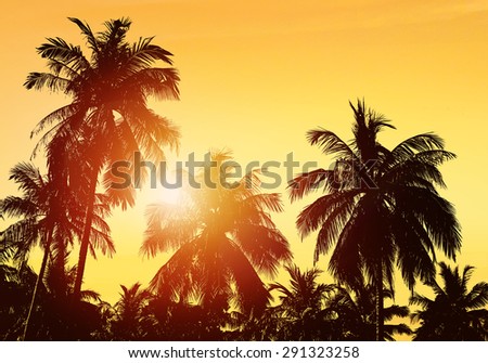 Coconut palm tree silhoette. Tropical beach landscape. Summer, holidays, ocean.