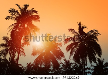 Coconut palm tree silhoette. Tropical beach landscape. Summer, holidays, ocean.