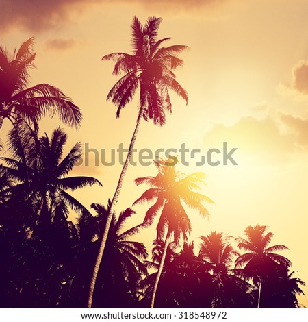 Coconut palm tree silhouettes at sunset (sunrise). Tropic banner design background.