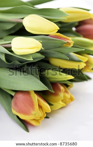 Bunch of tulips laying on a white background, shallow dof