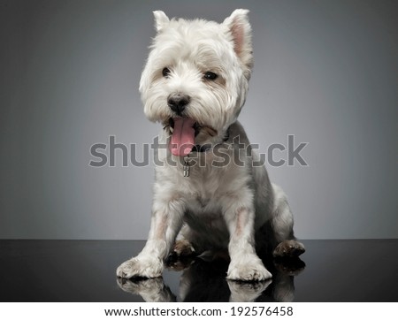 West Highland White Terrier sitting in a shiny floor