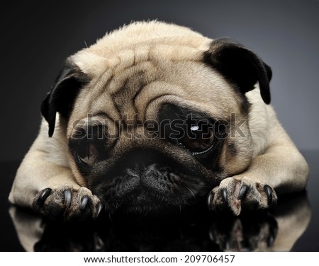 Funny Pug looking out of the camera in studio