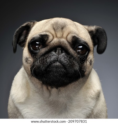 Funny Pug looking into the camera in studio
