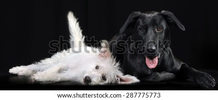 black and white mixed breed  dog lying in a dark photo studio