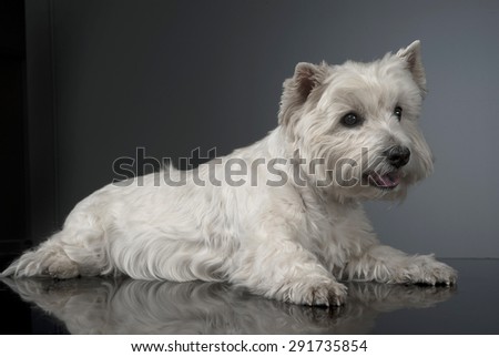 white west highland terrier relaxing in studio