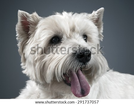 white west highland terrier portrait in studio