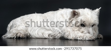 white west highland terrier relaxing in studio