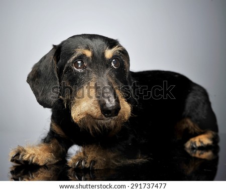 old sad dachshund in a gray studio