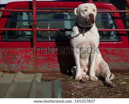 Dog in Red Truck