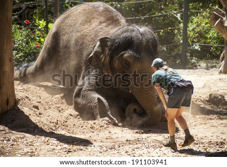SOUTH PERTH, AUSTRALIA, NOVEMBER 11, 2013: A keeper plays with an Asian elephant during a show for visitors at Perth Zoo in 2013. The elephant, which is 23 years old, is one of three at the Perth Zoo.