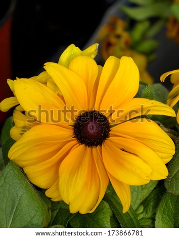 Flower macro / Bright Yellow / Flower Power