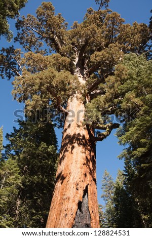 Coastal Redwood at Redwoods National Park