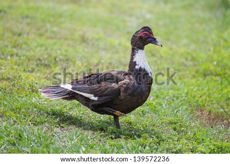 The Muscovy Duck comes from South America, Mexico, and the extreme tip of Texas. In Florida it is now considered an invasive species and can be found throughout the state.