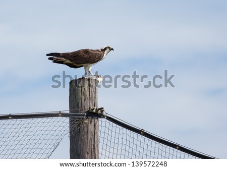 This Osprey is having a fine meal atop on of the posts of a baseball field at the local park.