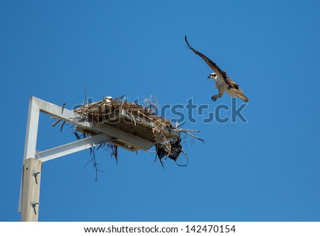 This Osprey is coming back to the nest to check on its mate.
