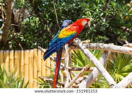 This bird is a Scarlet Macaw. It is native to Mexico, Central and South America. In the background is a Hyacinth Macaw.