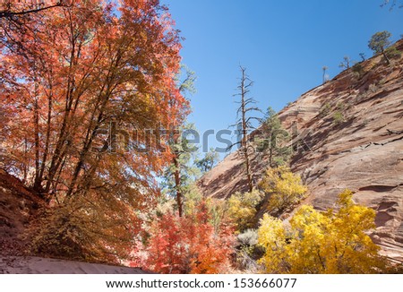 Colorful rock, greenery, Fall colors all are present in this image from Zion National Park.