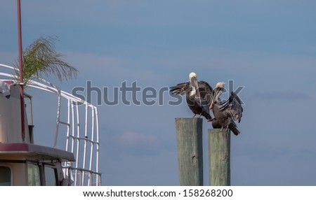 This  image shows three Brown Pelicans resting at a marina apparently enjoying the company.