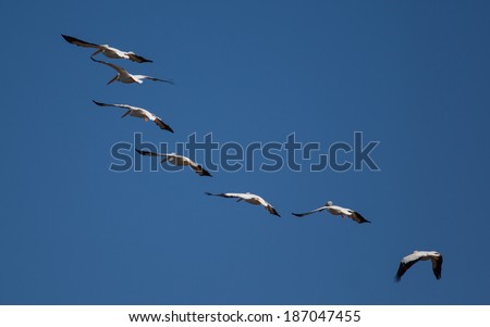 A huge bird with a massive wingspan, the American white pelican fly in formation effortlessly and with grace. They are a migratory bird and after wintering on the coast are going inland to breed.
