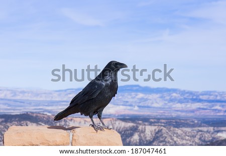 This Raven is apparently enjoying the view at Bryce Canyon National Park, Utah. Raven\'s are often found in mountainous areas, in this case it is at Ponderosa Point lookout, 8904 feet in elevation.