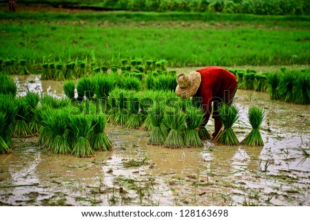 on the rice farm
