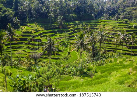 rice farm on the mountain in bali