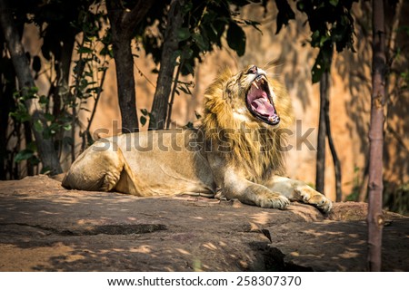 The lion\'s mouth open