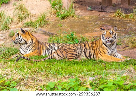 Behavior of the Tiger the breeding period