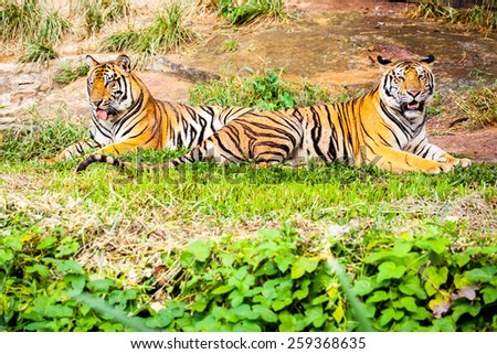 Two tigers lying on green grass in the zoo.