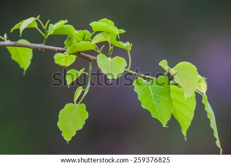 Pointed green leaves