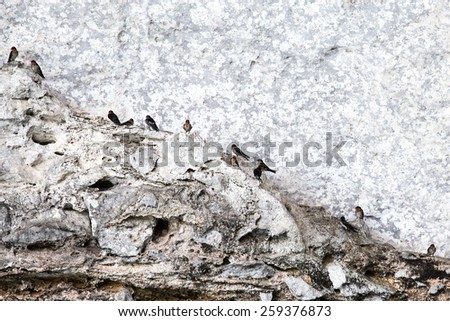 Birds nest in a limestone cliff