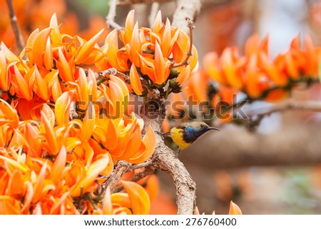 Small birds feed on nectar and pollen.