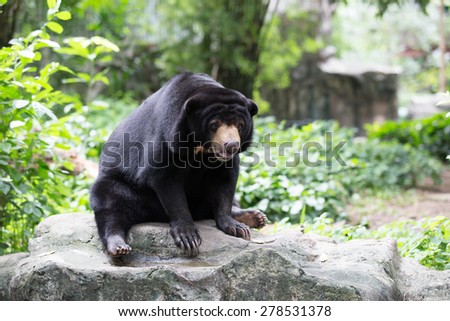 Malayan sun bear, Honey bear,at the zoo,thailand.