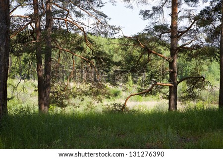 three pines on the fringe of the forest in the summer