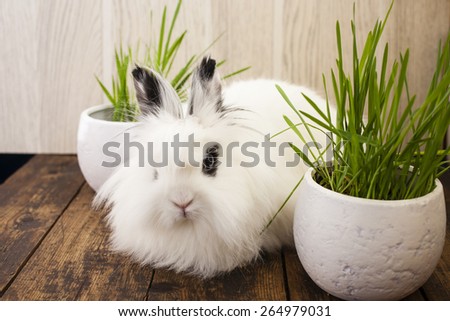 the rabbit sits about pots with a green grass, selective focus in the face of a rabbit